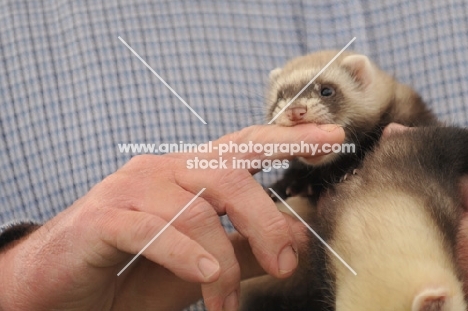 Ferret biting