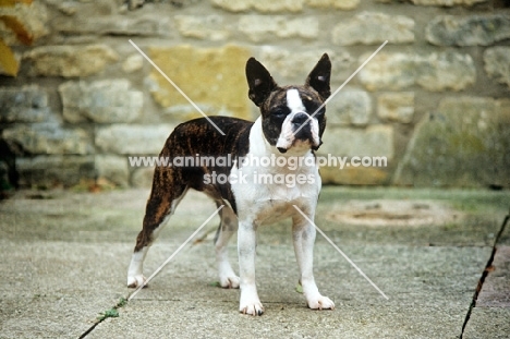 boston terrier standing in courtyard