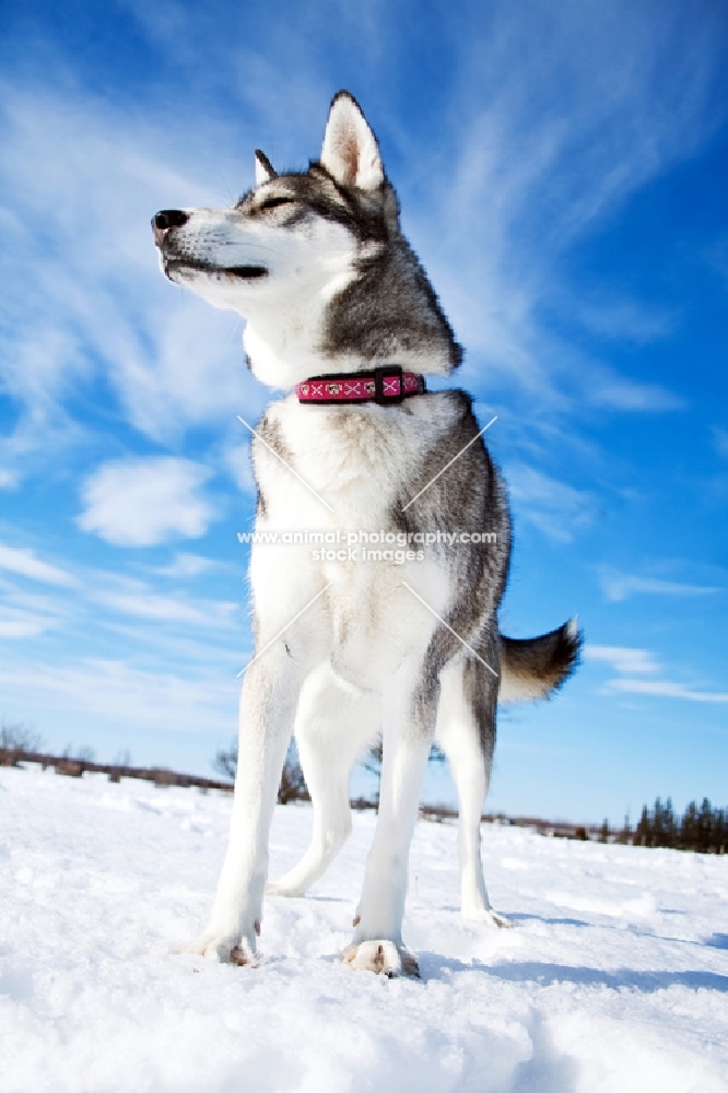 Husky in snowy field