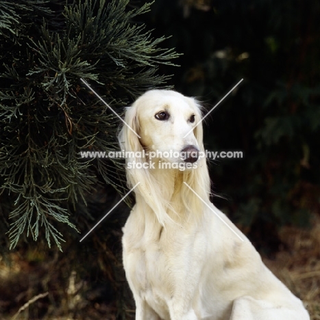 Saluki against fir tree looking sad