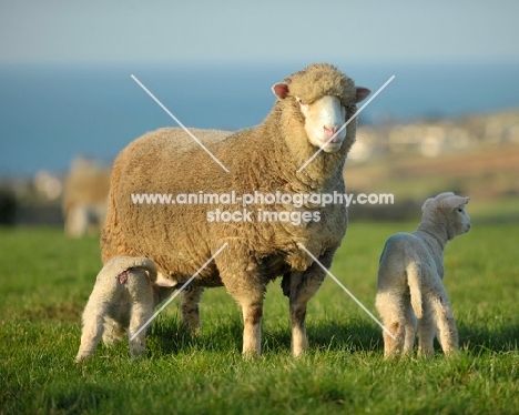 poll dorset ewe with lambs