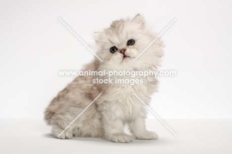 Chinchilla Silver Persian kitten sitting on white background