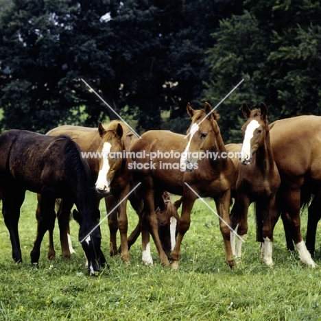 colts at marbach stud