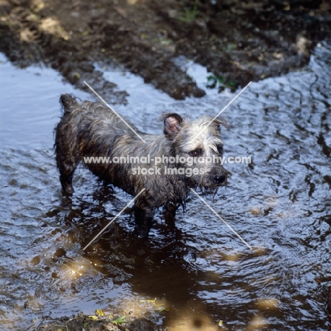 glen of imaal terrier in muddy water looking very mischievious