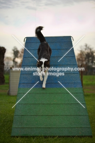 australian shepherd climbing down the a-frame