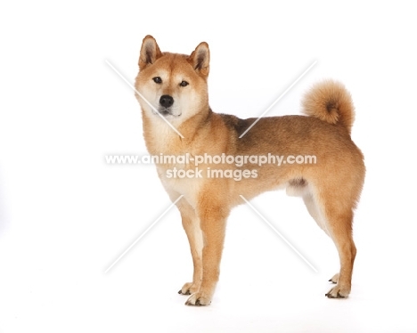 shiba inu on white background