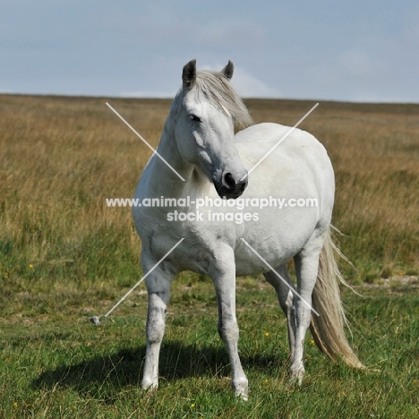 wild horse on dartmoor