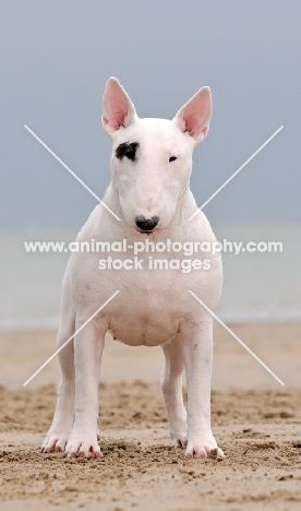 Bull Terrier front view