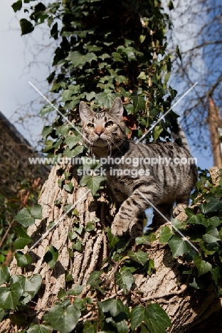 Tabby cat up a tree with ivy