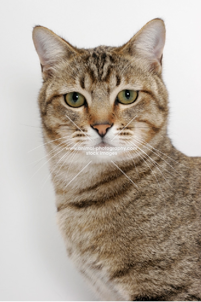 Brown Mackerel Tabby Cat, portrait