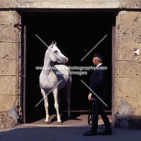 Saher, German Arab stallion at stone stable doorway at marbach,. 