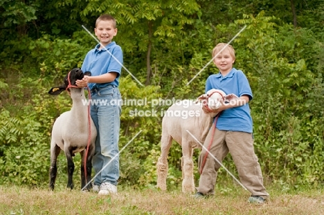 Two boys with their show ready Suffolk  and Columbia sheep