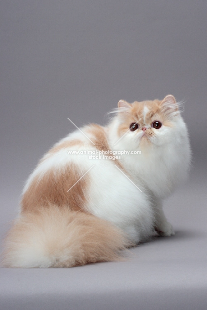 cute cream and white Persian cat back view