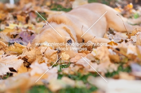Golden Retriever Puppy lying in Autumn leaves