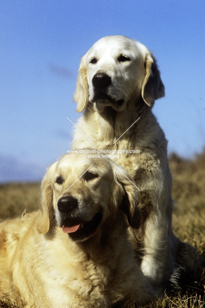 two champion golden retrievers