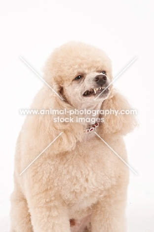 Toy Poodle grimacing