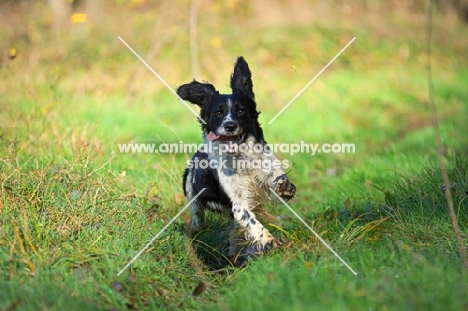 english springer spaniel running happily in a field