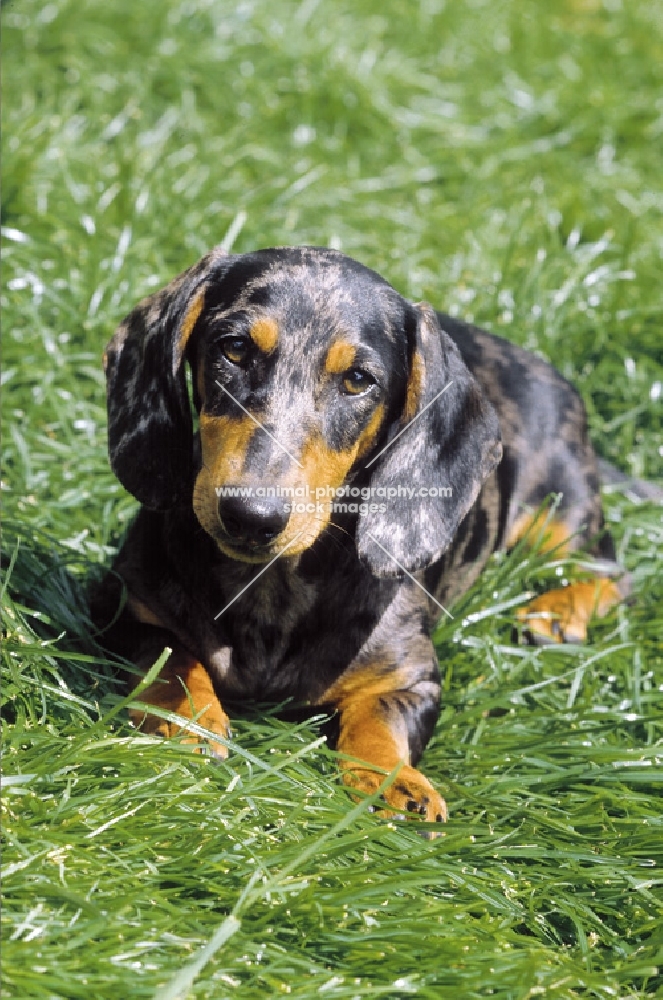 dappled smooth dachshund