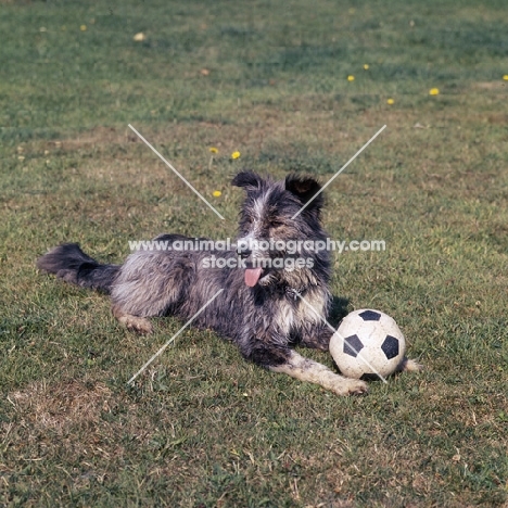 bearded collie cross border collie