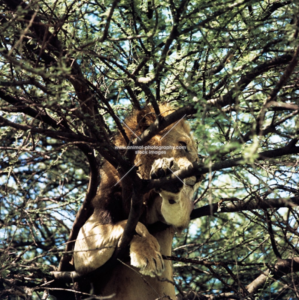 lion in a tree in lake manyara national park, africa