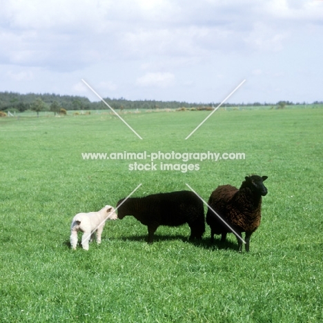 black welsh mountain sheep with lamb