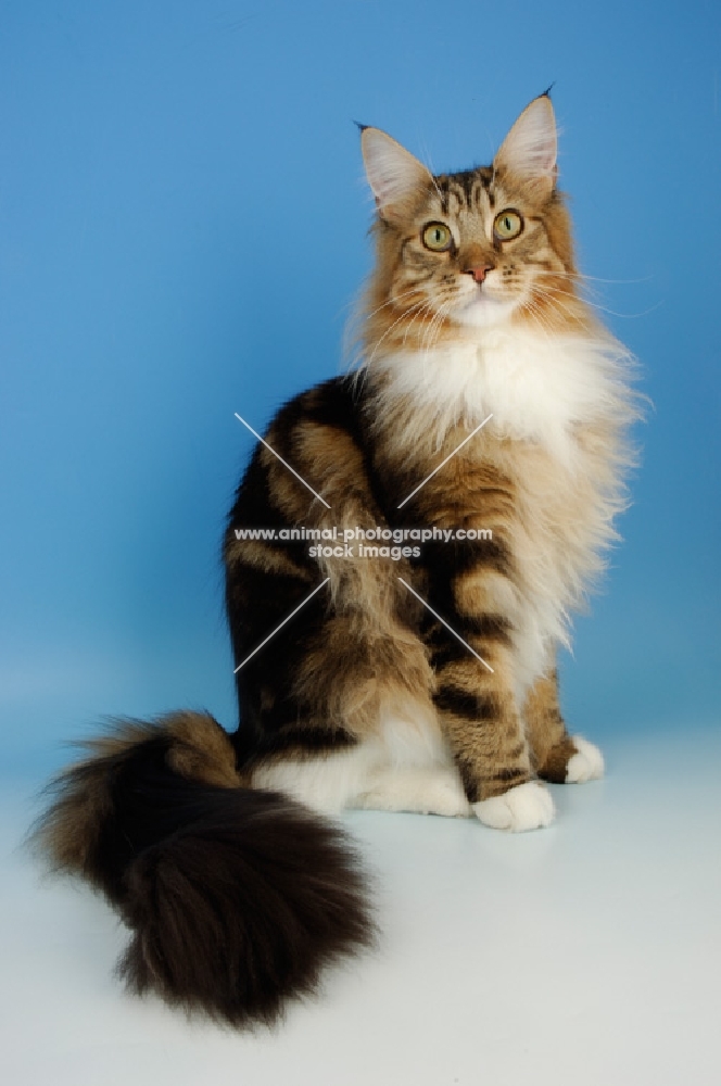 brown tabby and white maine coon cat sitting on blue background