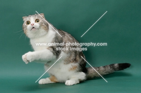 Silver Classic Tabby and White Scottish Fold cat, on hind legs