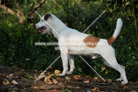 Parson Russell Terrier, side view