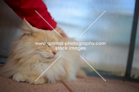 norwegian forest cat petted by his owner