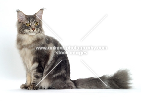 Blue Classic Tabby Maine Coon cat sitting on white background, side view