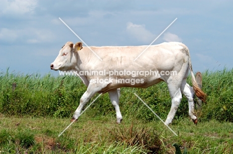 cow walking in holland