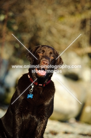 Portrait of Chocolate Lab with mouth open. 