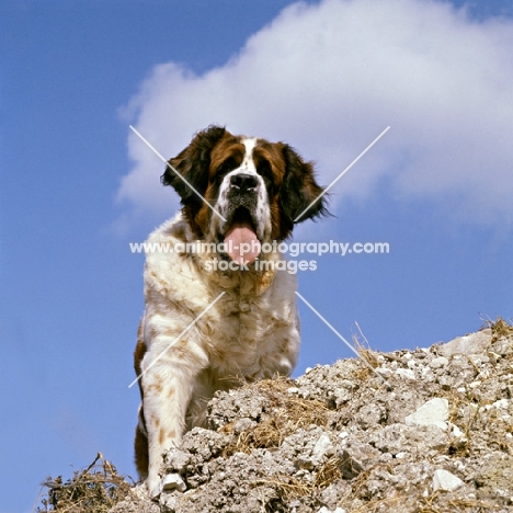 st bernard looking down from cliff