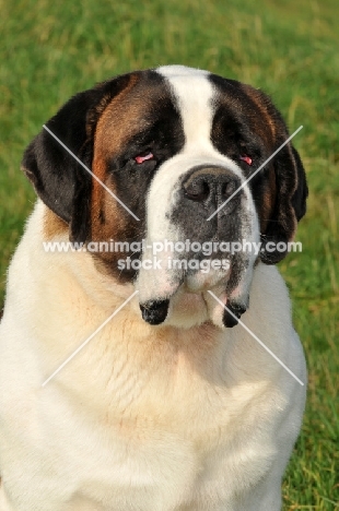 Saint Bernard