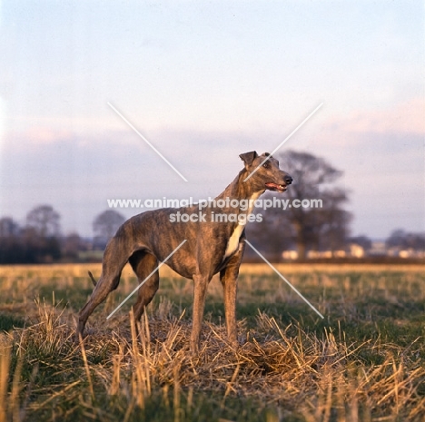 ch shalfleet starlight, show  greyhound standing in a field
