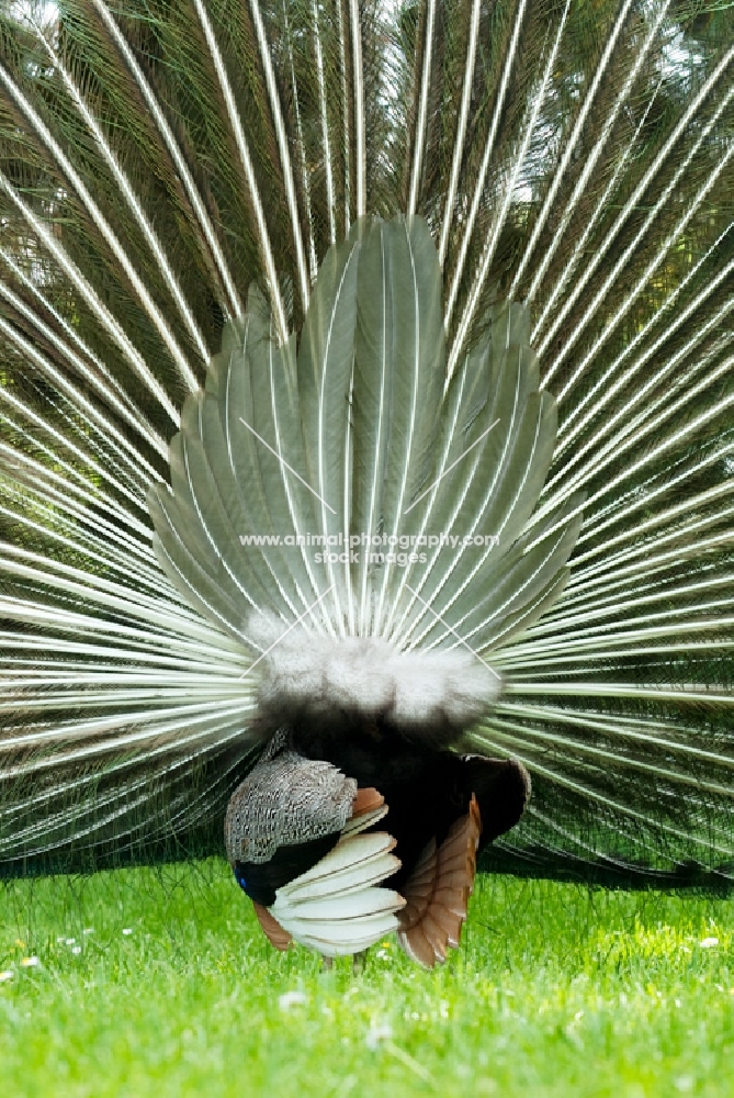 hind view of indian blue peacock