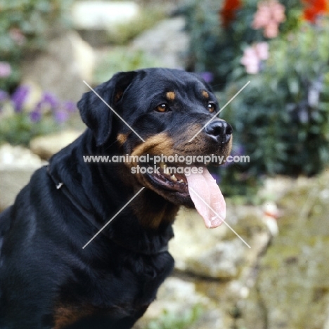 rottweiler panting