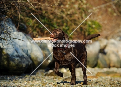 Chocolate Lab running with stick in mouth.