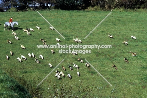 exmoor foxhounds hunting on exmoor, 