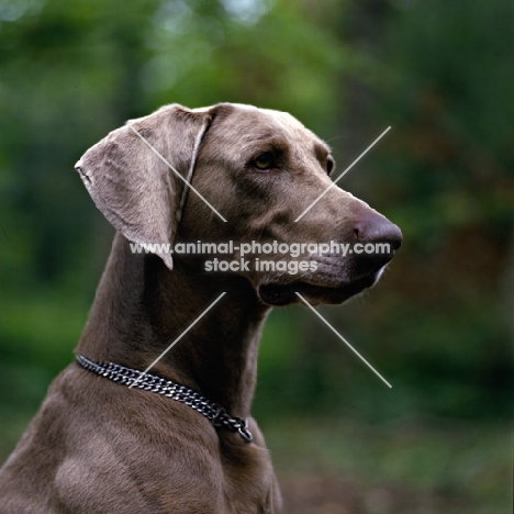 portrait of weimaraner looking serious