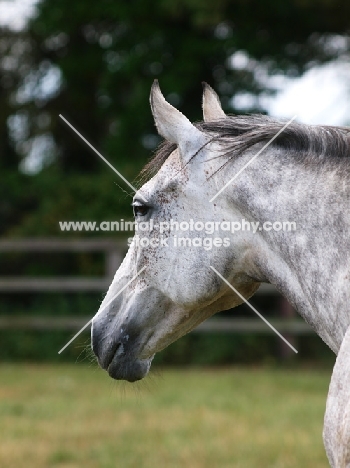 grey thoroughbred portrait