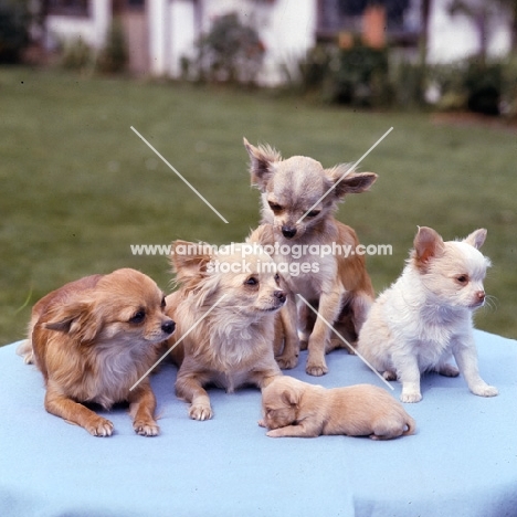 five chihuahua puppies, long coat, all of different ages 