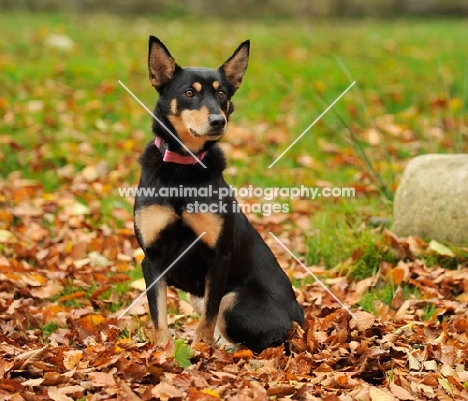 Australian Kelpie sitting in leaves