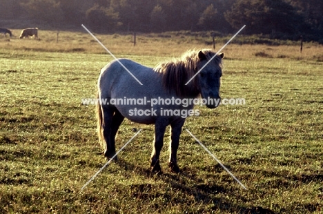 shetland pony standing in a field at sunrise