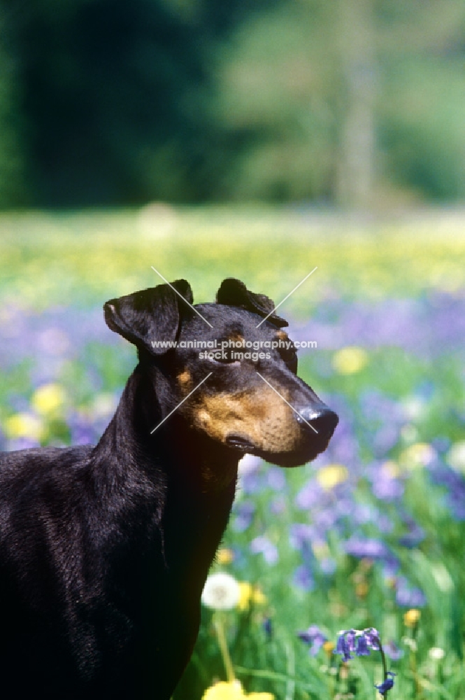 ch keyline vengeance,  manchester terrier, portrait among bluebells