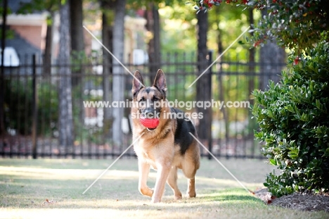 German shepherd running with toy in mouth