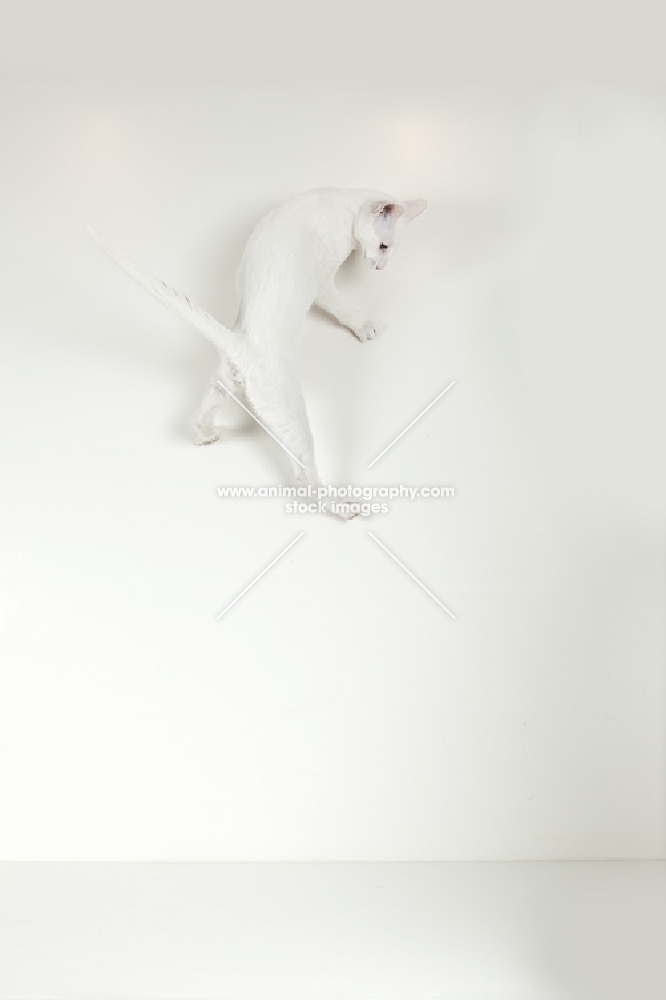young oriental shorthair cat jumping onto wall