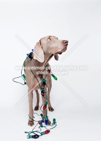 Weimaraner in studio, with Christmas lights on his body.