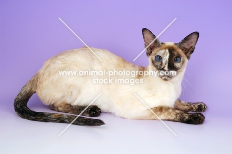 chocolate tortie point siamese cat, lying down