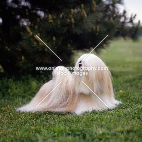 am ch sulan's master blend, glamorous lhasa apso in usa